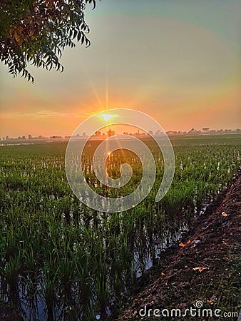 Sawah sunrise farm morning glory Stock Photo