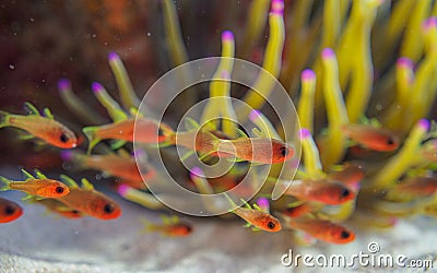 Sawcheek cardinalfish, Apogon quadrisquamatus. CuraÃ§ao, Lesser Antilles, Caribbean Stock Photo
