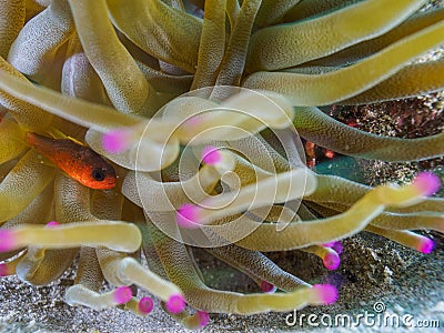 sawcheek cardinalfish, Apogon quadrisquamatus. CuraÃ§ao, Lesser Antilles, Caribbean Stock Photo