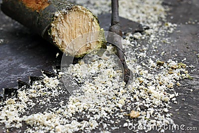 sawed apple tree branch on the background of a hand saw and sawdust in the spring garden Stock Photo