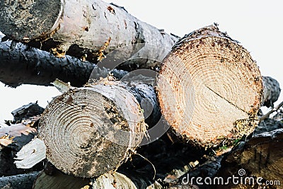 Sawed logs ate in the forest. Wood Stag. Background Stock Photo