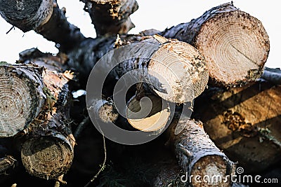 Sawed logs ate in the forest. Wood Stag. Background Stock Photo