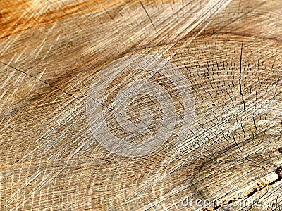 A Closeup Slice of a Tree Stump and its Cracks and Rings Stock Photo