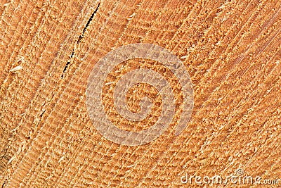 Sawed tree trunk cut close up Stock Photo