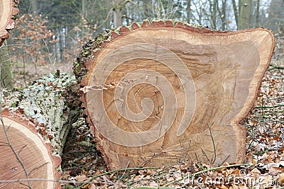 Sawed tree trunk oak wood Stock Photo