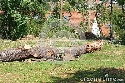 Sawed tree trunk after a storm Stock Photo