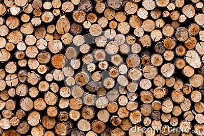 Sawed tree trunks and branches in different sizes, piled up in blue container Wood storage industry. Background of dry Stock Photo