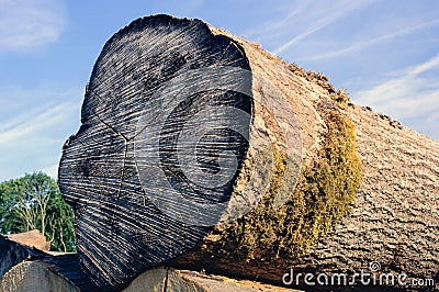 Sawed trunk from close Stock Photo