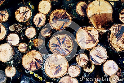 Sawed wood Stock Photo