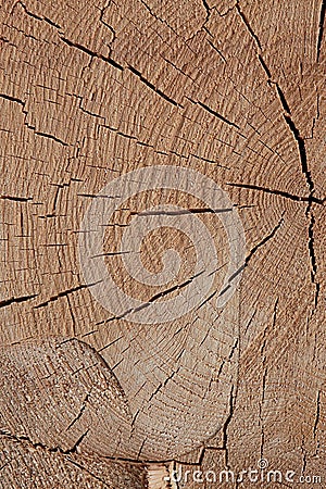 Sawed wood light beige brown surface texture natural many lines rustic background base design dried wood Stock Photo