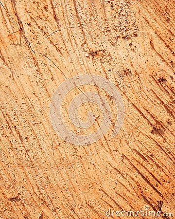 Sawed wood surface Stock Photo