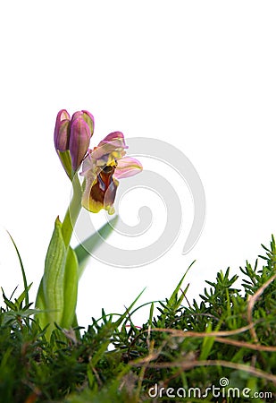 Sawfly Orchid - Ophrys tenthredinifera Stock Photo