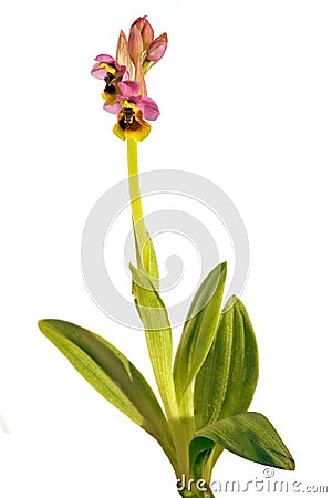 Sawfly Orchid - Ophrys tenthredinifera Stock Photo