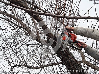 Sawing bare apricot branches in autumn and spring, garden care. Male hands sawing off a tree branch with chainsaw, high, Stock Photo