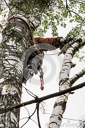 Sawing large branches chainsaw Editorial Stock Photo