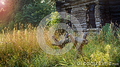 Sawing wood. Rural landscape on a background of green grass in the rays of the setting sun Stock Photo