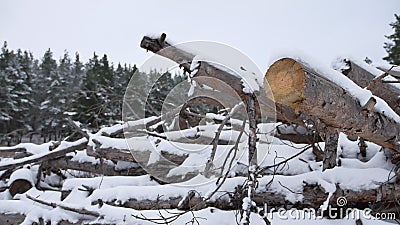 Sawmill logs of pine trees in snow winter forest nature Christmas tree landscape Stock Photo