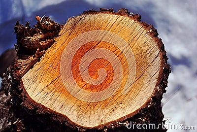 Sawn tree stump, natural organic background, close up detail Stock Photo