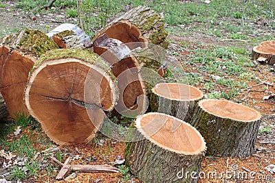 Sawn wood Stock Photo