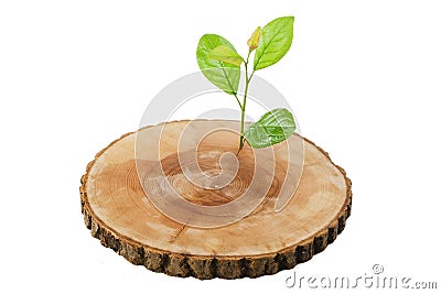 Sawn wood Stock Photo