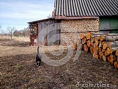 Sawn wood cut piled on a farmyard. Firewood. Wood stack and black cat. Stock Photo