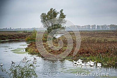 Pack of gooses swimming in Comana delta Stock Photo