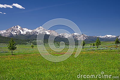 Sawtooth Mountains and Wildflowers 1899 Stock Photo