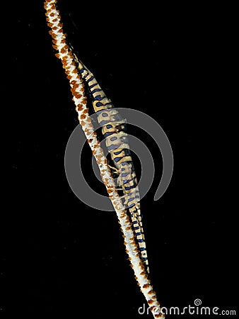 Sawtooth shrimp whip coral Stock Photo