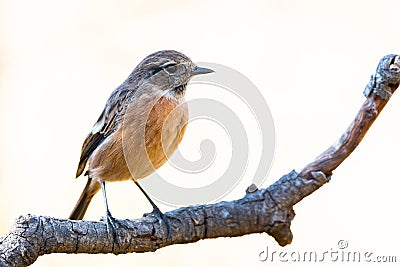 Saxicola rubicola or tarabilla comun perched on trunck Stock Photo