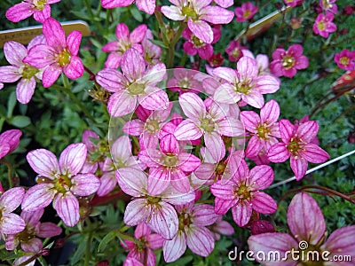 Saxifraga `Alpino Rose` Stock Photo