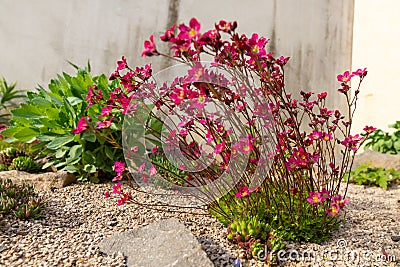 Saxifraga arendsii. Blooming saxifraga in rock garden. Rockery with small pretty pink flowers, nature background. Stock Photo