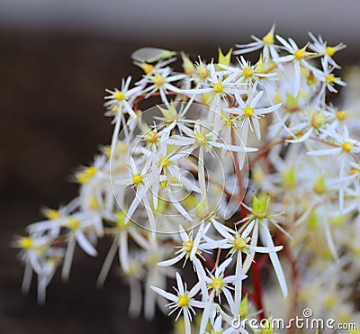 Saxifraga cortusifolia, rubrifolia in ZOO in Pilsen, Czech Republic Stock Photo