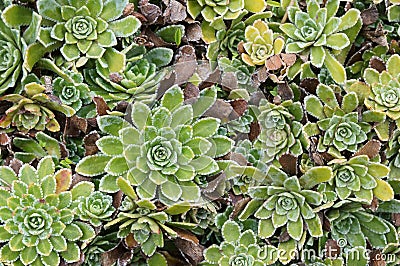 Saxifraga Stock Photo