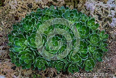 Saxifraga paniculata; alpine saxifrage, White Mountain saxifrage; stonecrop pattern Stock Photo