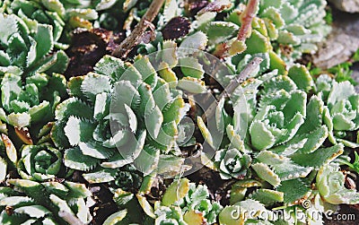 Saxifraga paniculata Stock Photo