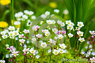 Saxifrage Stock Photo