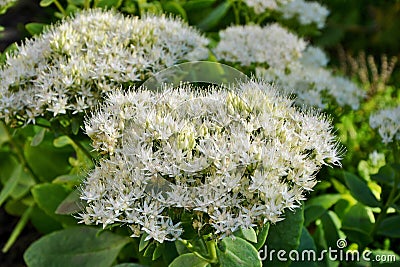 White Stonecrop prominent sedum in the garden closeup. Stock Photo