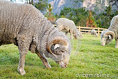 saxon-merino-ram-eat-grasses-moutains-lot-rams-43096557.jpg