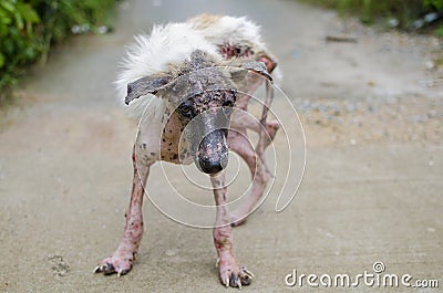 Scabies dog Stock Photo