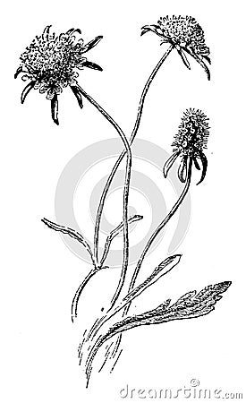 Scabiosa Atropurpurea vintage illustration Vector Illustration