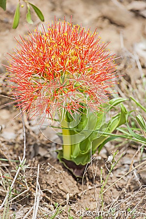 Scadoxus puniceus Stock Photo