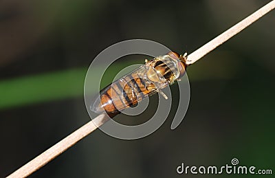 Scaeva pyrastri Stock Photo