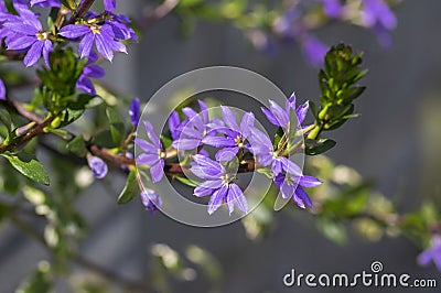 Scaevola aemula fairy fan-flower purple violet flowering ornamental plant, group of beautiful flowers in bloom Stock Photo