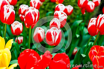 Scagit Valley Tulip Festival in Washington. Stock Photo