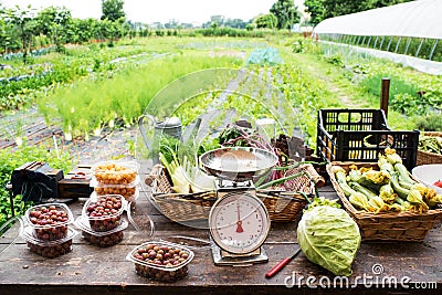 Scale with fresh farm produce on table Stock Photo