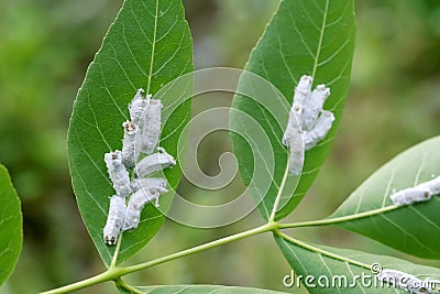 Scale insect Stock Photo