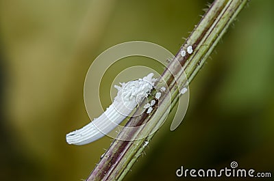 Scale insect Stock Photo