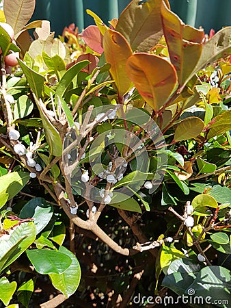 Scale insect pest mealybug on Austalian ornamental plant Stock Photo