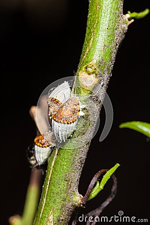 Scale insects Stock Photo