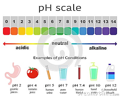 Scale of ph value for acid and alkaline solutions Vector Illustration